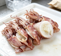 Fresh Raw Squid